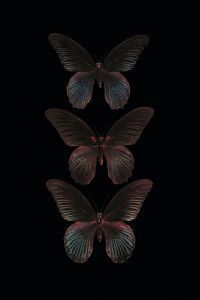 wanddecoratie Papilio memnon